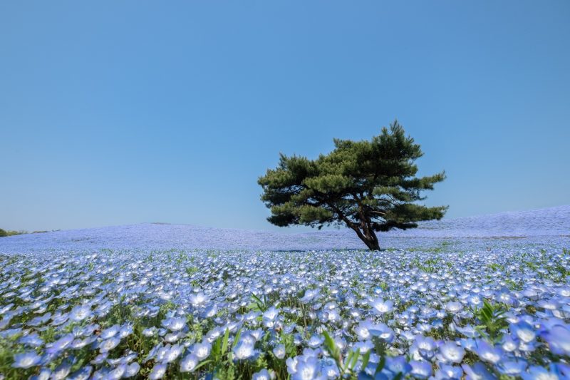 ネモフィラの咲く風景 – 国営ひたち海浜公園　茨城の風景