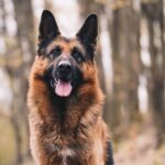 人間は犬に勝てるのか? ヒトが犬と戦ったらどうなるの?